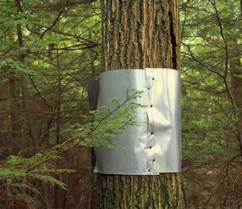 metal sheet around tree to keep critters off|sheet metal around tree trunks.